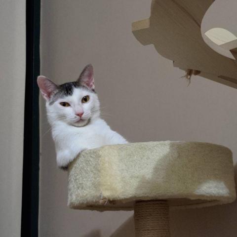 提供查修服務的專家方泓翔