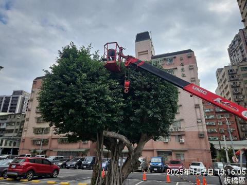 牧軒園藝 - 修樹