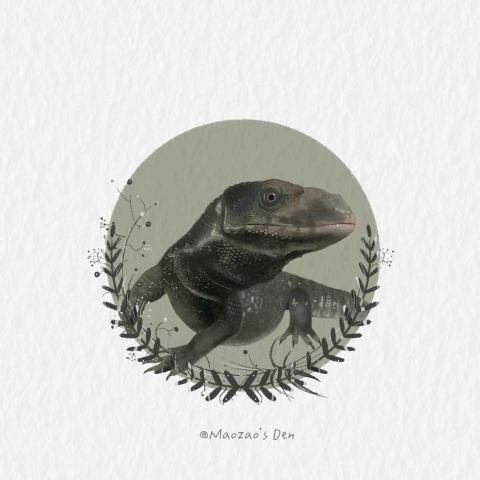 moo - 寵物畫像_草原巨蜥