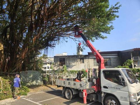 牧軒園藝 - 樹木修剪