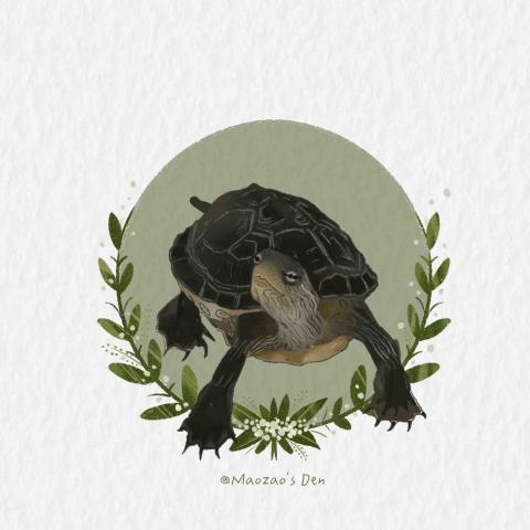 moo - 寵物畫像_長尾龜