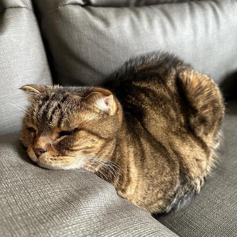 提供加入準公共化保母服務的專家Joy