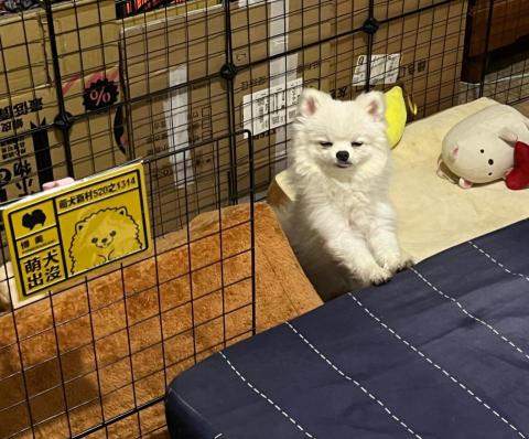 sally shop - 狗狗照顧價格安心實惠