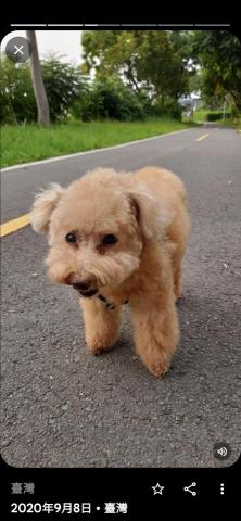 徐璧翎寵物美容 - 