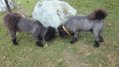 徐璧翎寵物美容 - 