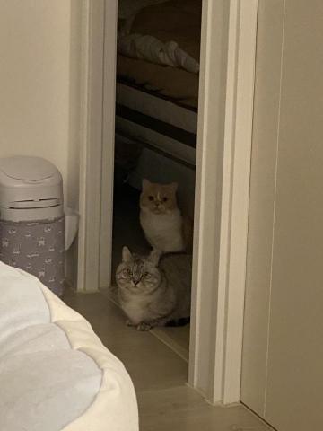 劉鳳 - 到府照顧的貓貓們?