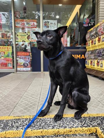 郭晉 - 客戶寄養米克斯