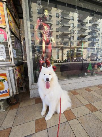 郭晉 - 客戶寄養薩摩揶