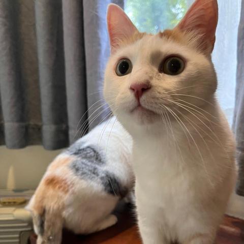 提供營養學服務的專家Even