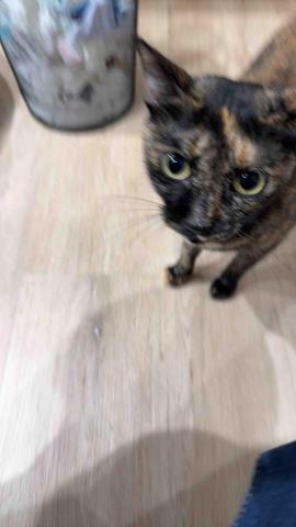 提供蝦皮包裹遺失服務的專家貓貓跑腿