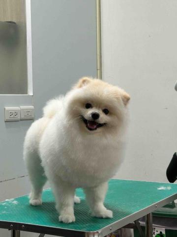 Ziqi到府寵物美容 - 