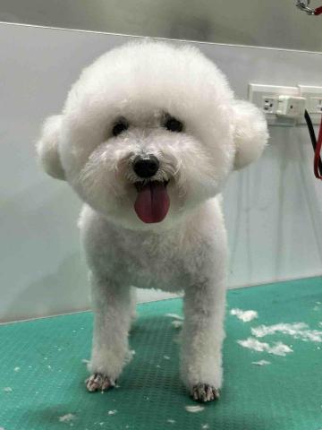 Ziqi到府寵物美容 - 