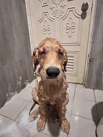 Ziqi到府寵物美容 - 