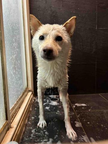 Ziqi到府寵物美容 - 