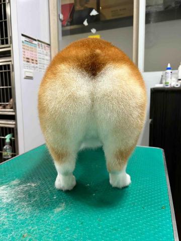 Ziqi到府寵物美容 - 