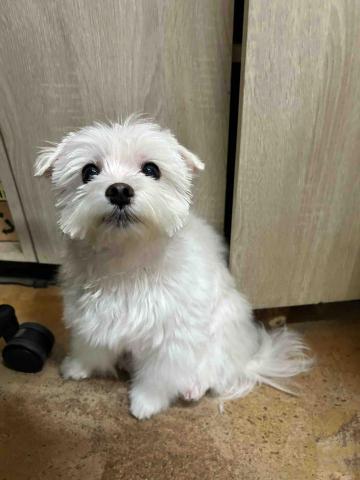 Ziqi到府寵物美容 - 