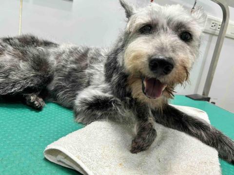 Ziqi到府寵物美容 - 