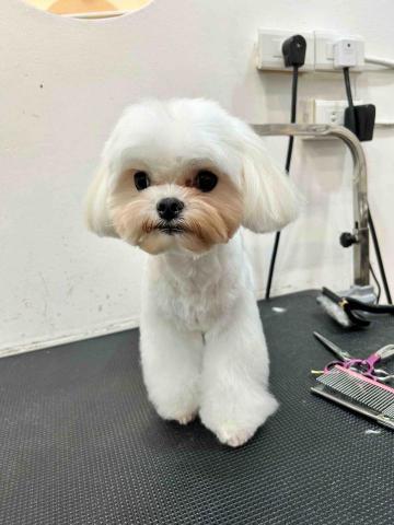 Ziqi到府寵物美容 - 