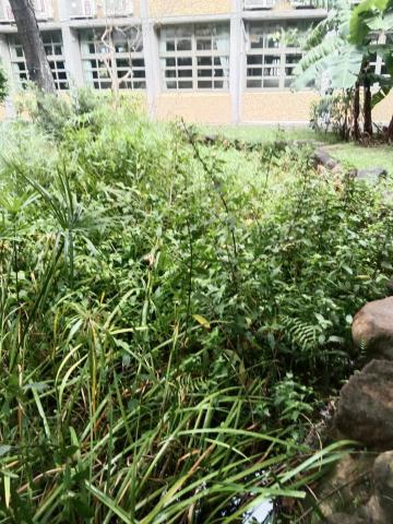 悠然景觀有限公司 - 生態池作業前