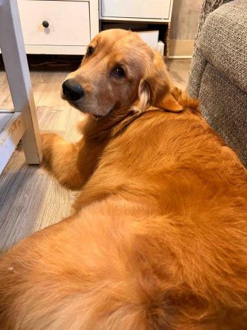 Ziqi到府寵物美容 - 