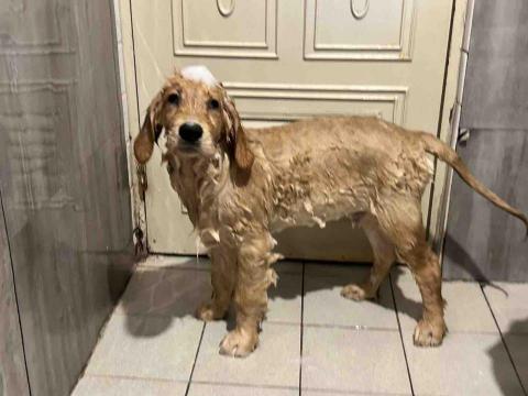 Ziqi到府寵物美容 - 