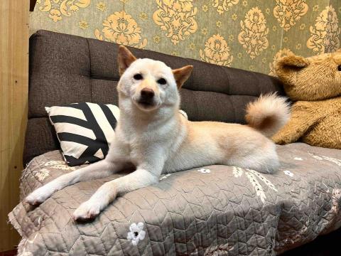 Ziqi到府寵物美容 - 