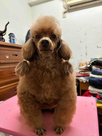 Ziqi到府寵物美容 - 