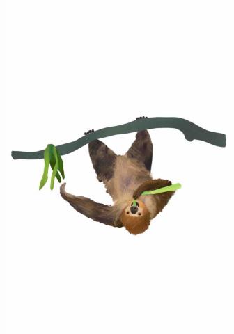 王思驊 - 動物插畫