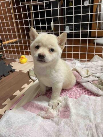 毛大叔狗私塾 - 超萌寶寶-豆豆
#狗學生 毛大叔狗私塾 - 超萌寶寶-豆豆
#狗學生