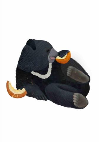 王思驊 -  
動物插畫