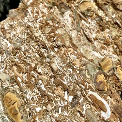 阿廟 - 帶學生去戶外觀察化石及地質