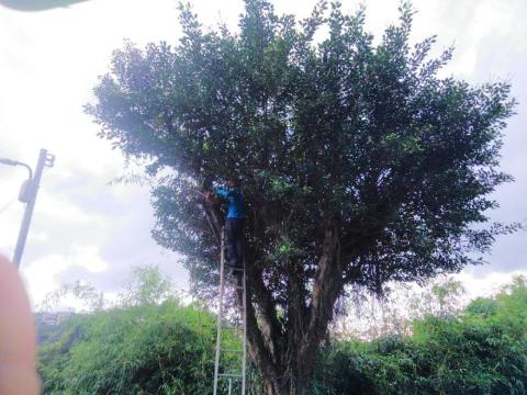 劉振興工程 居家修繕 園藝 油漆 統包 - 路樹修剪