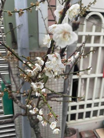 提供信封印章服務的專家陳曜