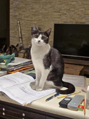 Susan Wang -  Susan Wang -