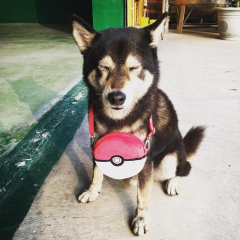 Bella梁貝玉 - 吉祥物：黑柴歐文。
專長：賣萌與招財。