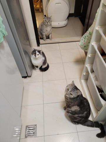 牛＆莎媽寵物保姆-楊曉如 - 開罐罐動作快一點...