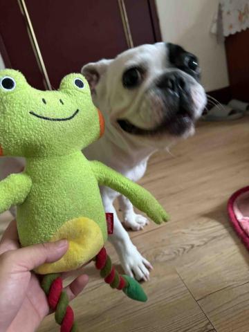 樂葛安．卡都碧嵐（Legeang.kutupiljan) - 陪毛孩玩