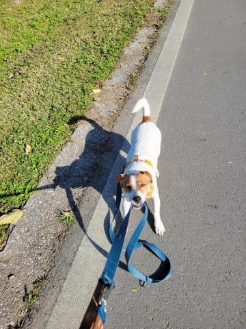 牛＆莎媽寵物保姆-楊曉如 - 來啊！來啊！