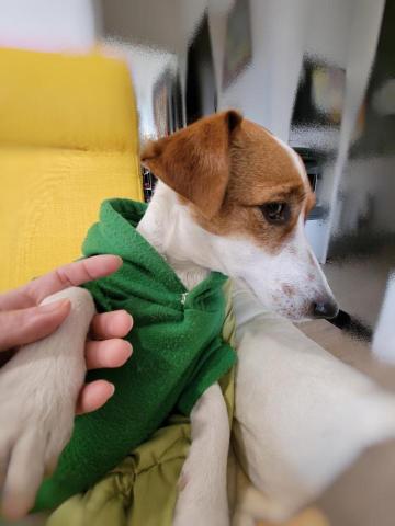 牛＆莎媽寵物保姆-楊曉如 - 我不要擦藥藥＞＜