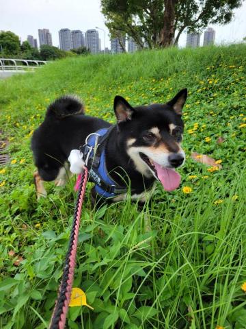 牛＆莎媽寵物保姆-楊曉如 - 嗅聞界的好手*-*