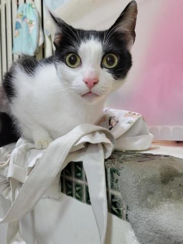 牛＆莎媽寵物保姆-楊曉如 - 姨姨..妳的包裡有什麼？我檢查一下