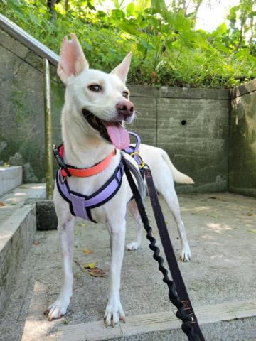 牛＆莎媽寵物保姆-楊曉如 - 中大型犬還是雙牽繩妥當