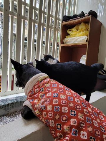 牛＆莎媽寵物保姆-楊曉如 - 一起看熱鬧~~