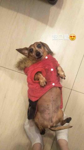 汪怡馨(小汪） - 吉寶