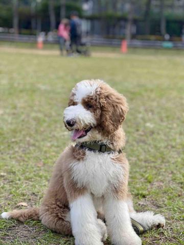 提供養貓咪服務的專家JJ