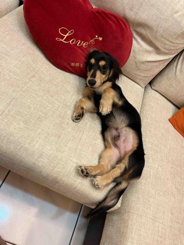 汪怡馨(小汪） - Snow