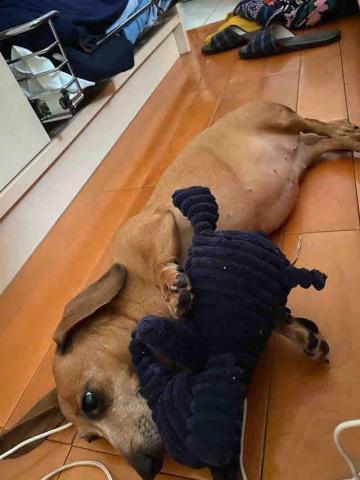 汪怡馨(小汪） - 吉寶