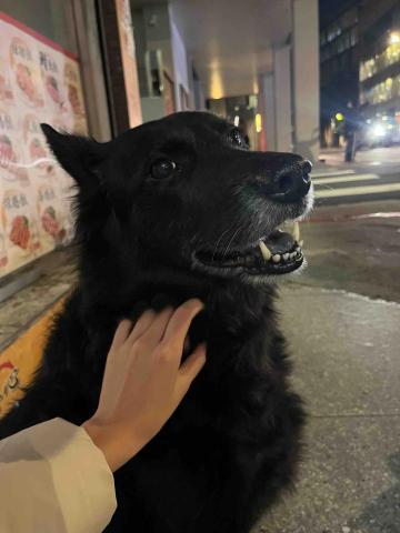 汪怡馨(小汪） -  拋拋（學校外面便當店的狗，常來學校裡玩）