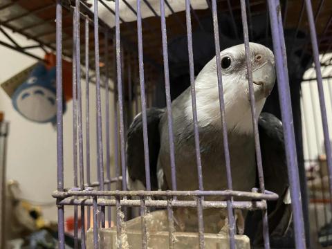 JC - 我的大寶寶
親鳥生的第一個寶寶