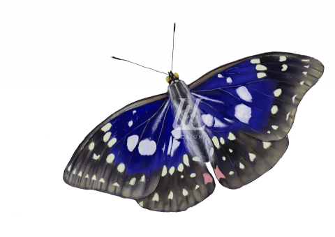 WL Design - 『台灣原生蝴蝶特展』之大紫蛺蝶繪製。Procreate繪製。